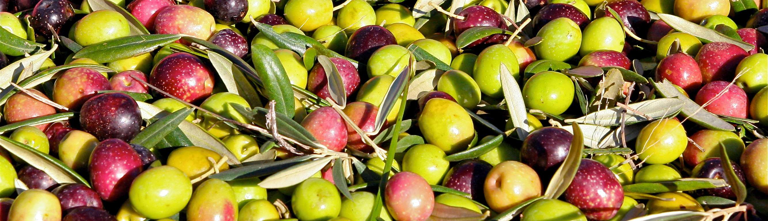 Arbequina Olives