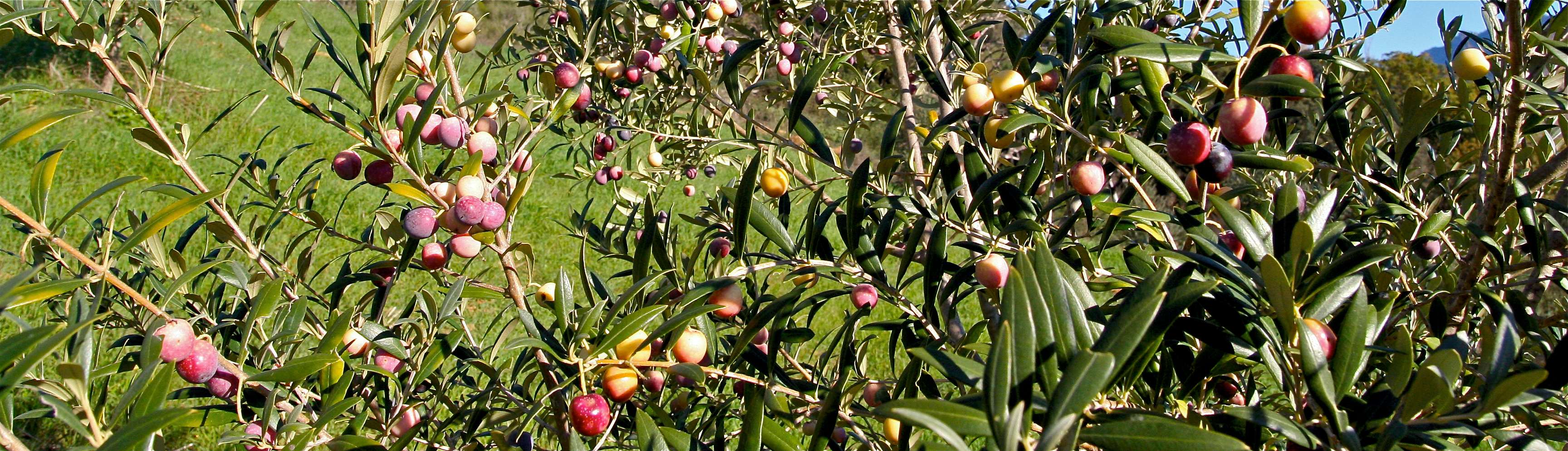 Olive Harvesting Methods