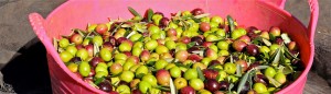 Olives In A Bucket