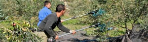 Picking Olives With Electric Fingers