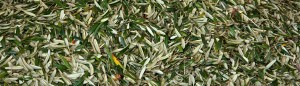 Organic Olive Leaves